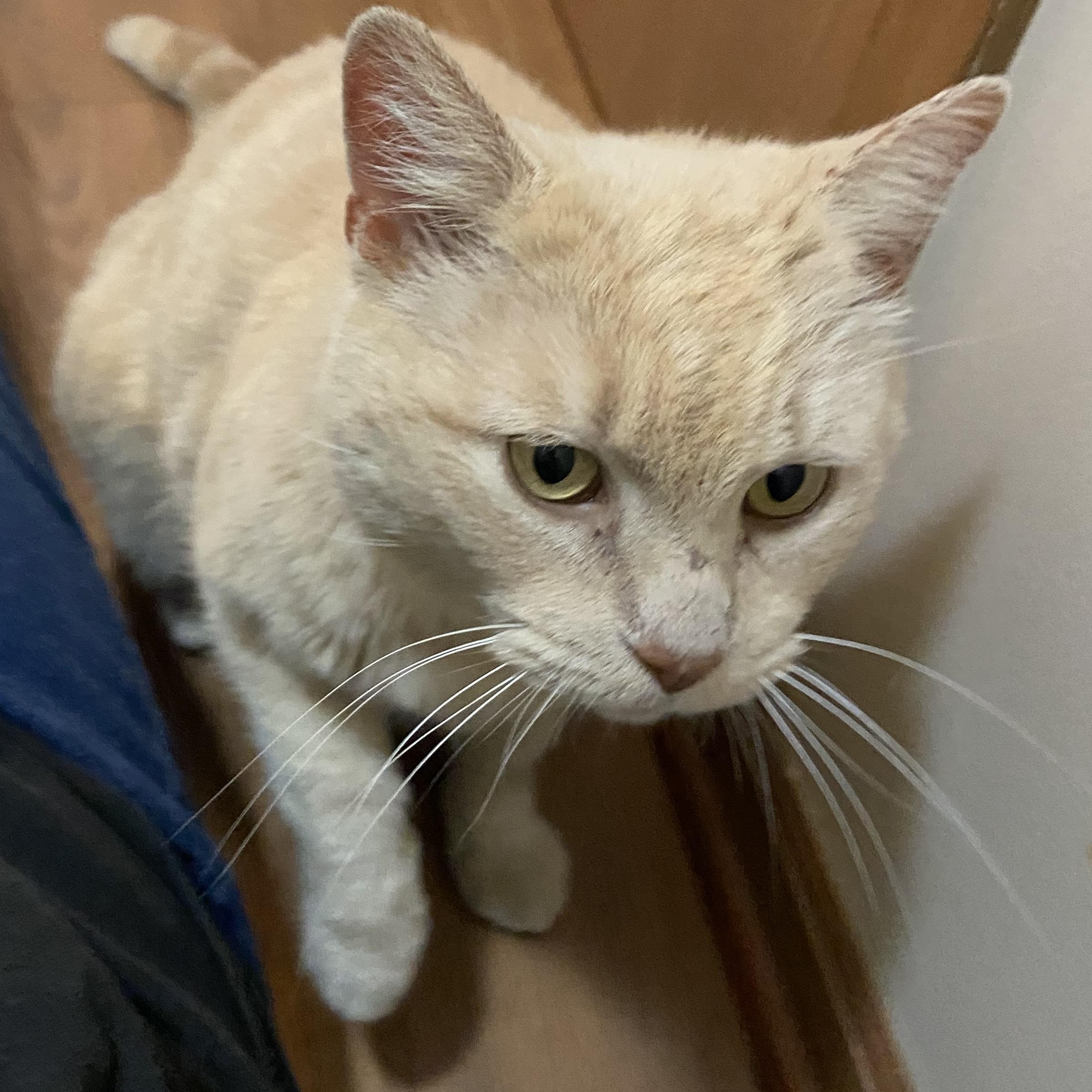 Enlarge Mr. Blondie, a Adopted American Shorthair in Shawnee, KS image 2/2