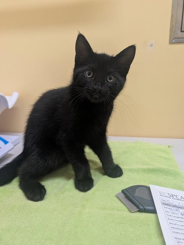 Enlarge Thalassa, a Adoptable mixed breed in Sechelt, BC image 1/1