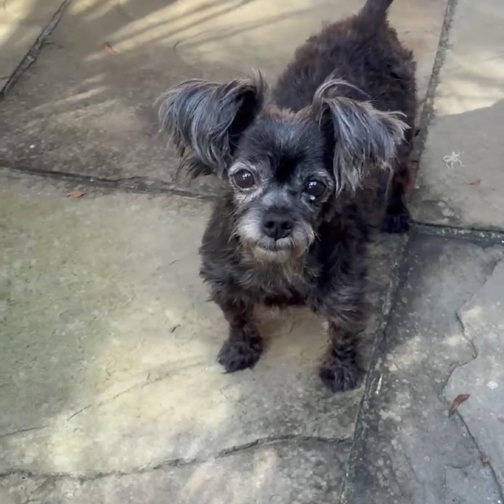 Pepper, Adoptable, Senior Female Terrier & Mixed Breed.