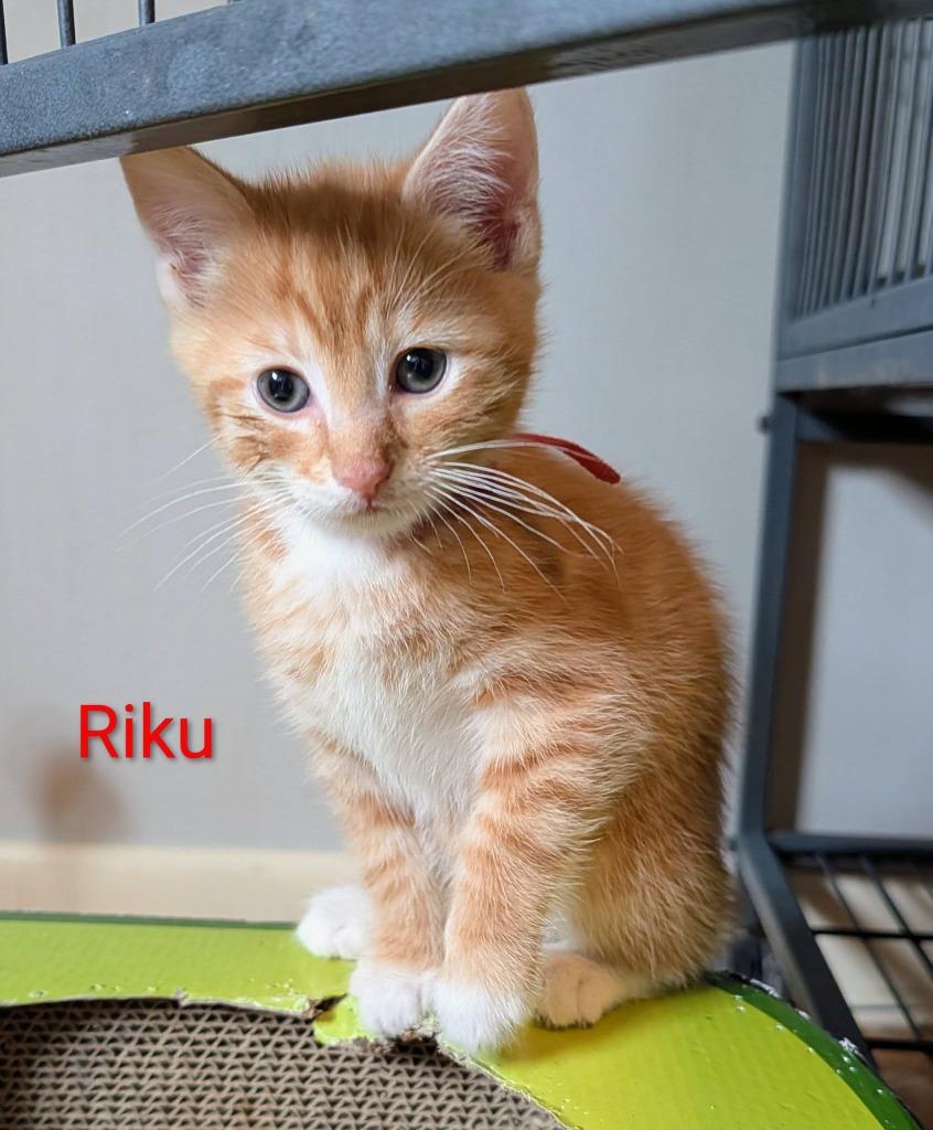 Riku, Adoptable, Kitten Male Domestic Short Hair.