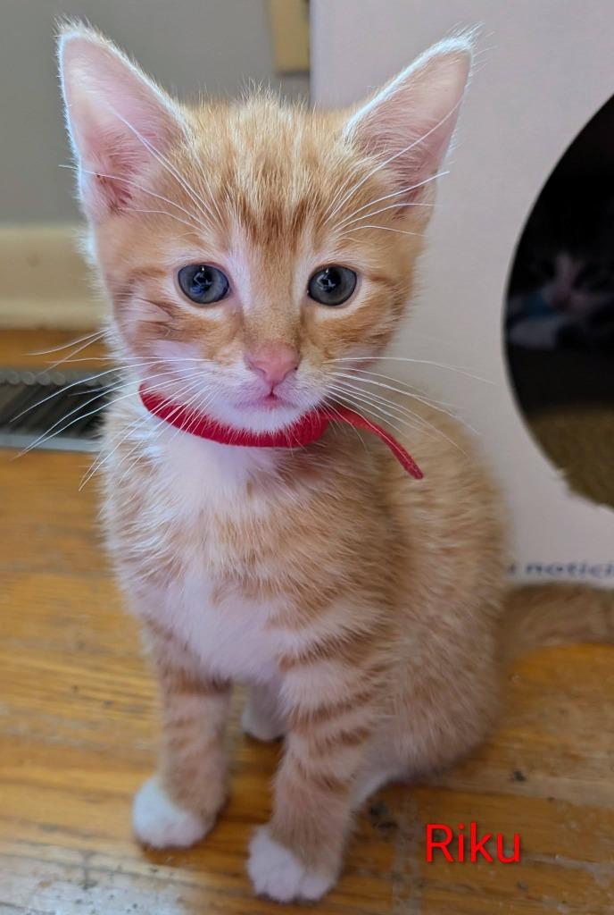 Riku, a Adoptable mixed breed in Kettering, OH image 2/3