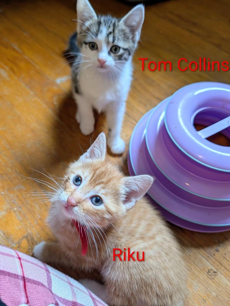Riku, a Adoptable mixed breed in Kettering, OH image 3/3