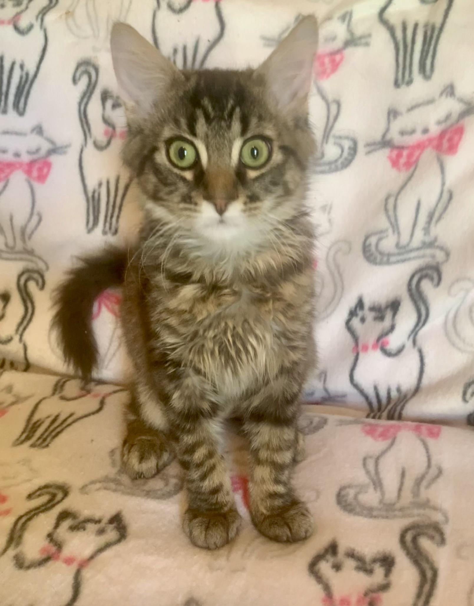 Kamaka, ADOPTABLE, Kitten Male Domestic Medium Hair.