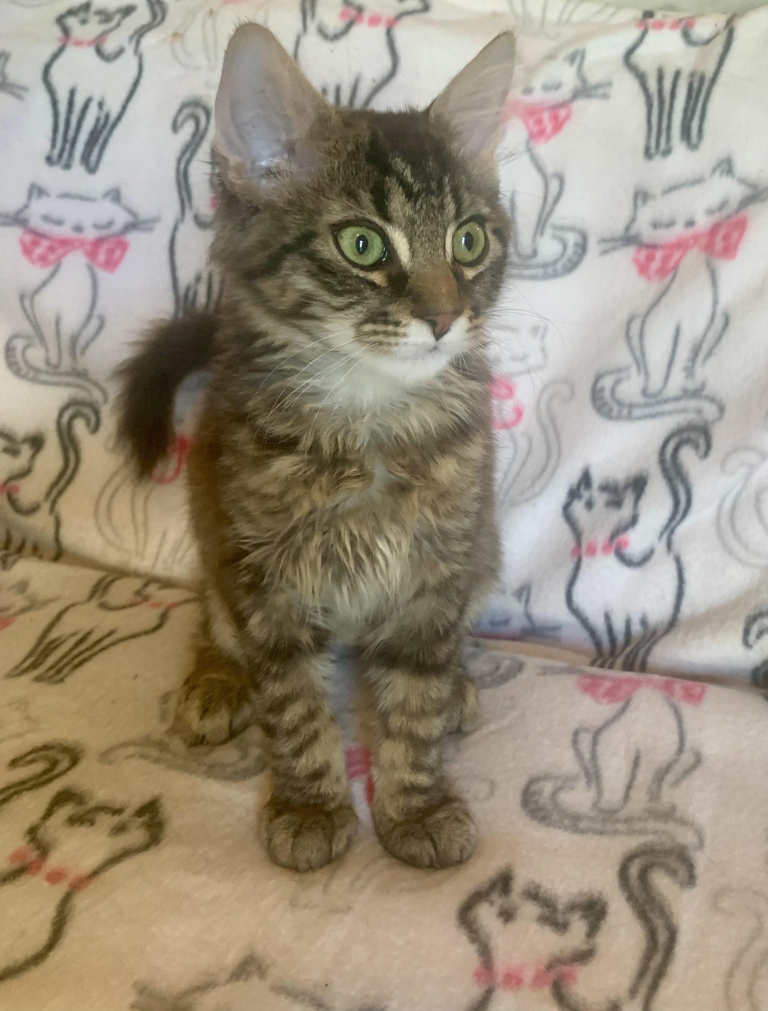 Kamaka, a ADOPTABLE mixed breed in San Jose, CA image 2/3