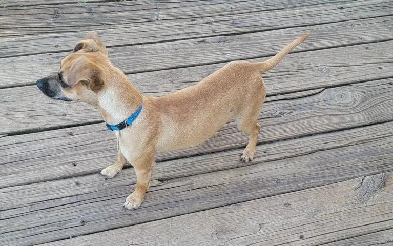Zori, an adopted Chiweenie in Van Alstyne, TX image 2/6