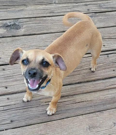 Zori, an adopted Chiweenie in Van Alstyne, TX image 1/6