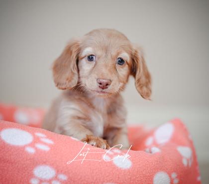 Biscoff — thumbnail 2