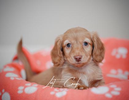 Biscoff — thumbnail 3