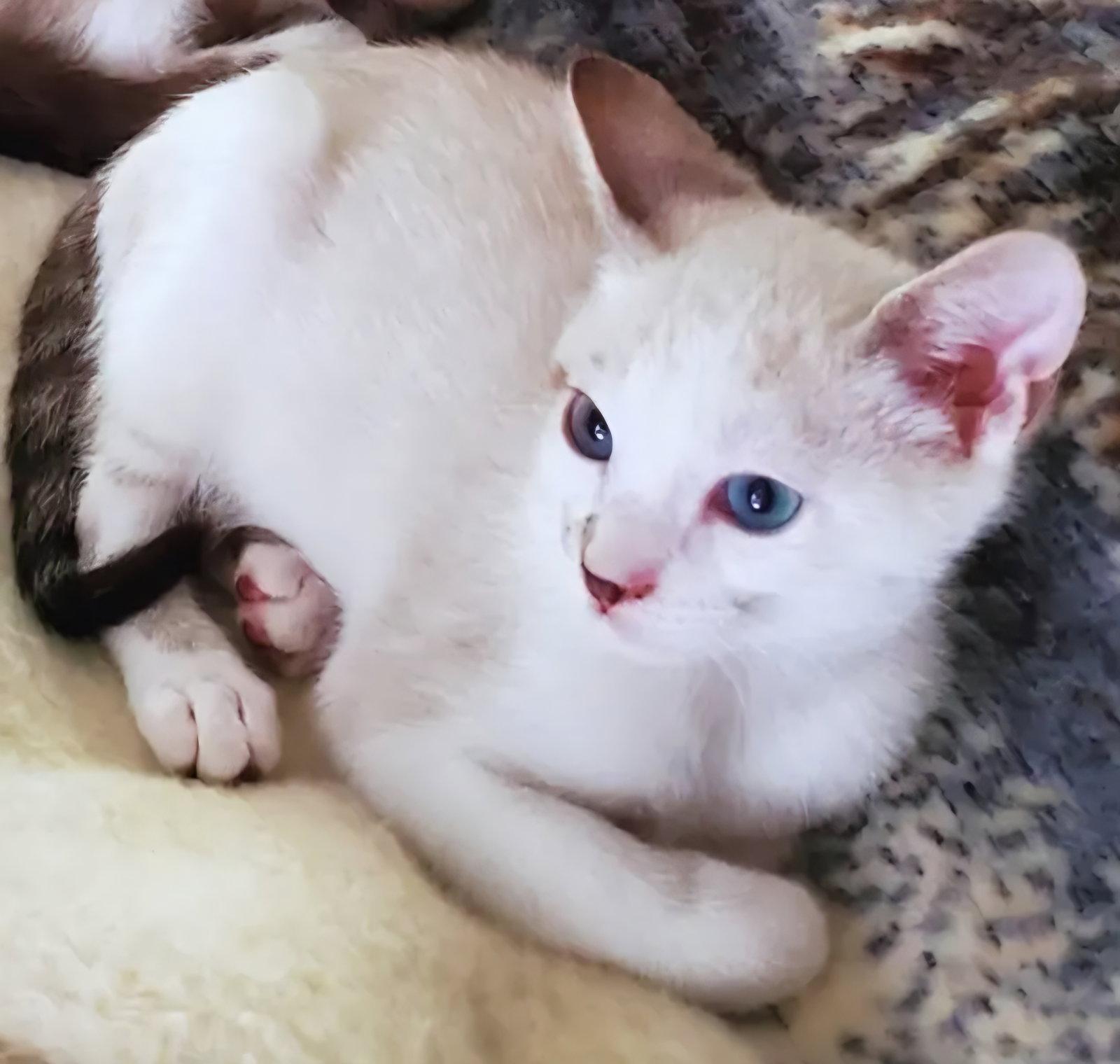 Harry, Adoptable, Kitten Male Domestic Short Hair & Siamese.