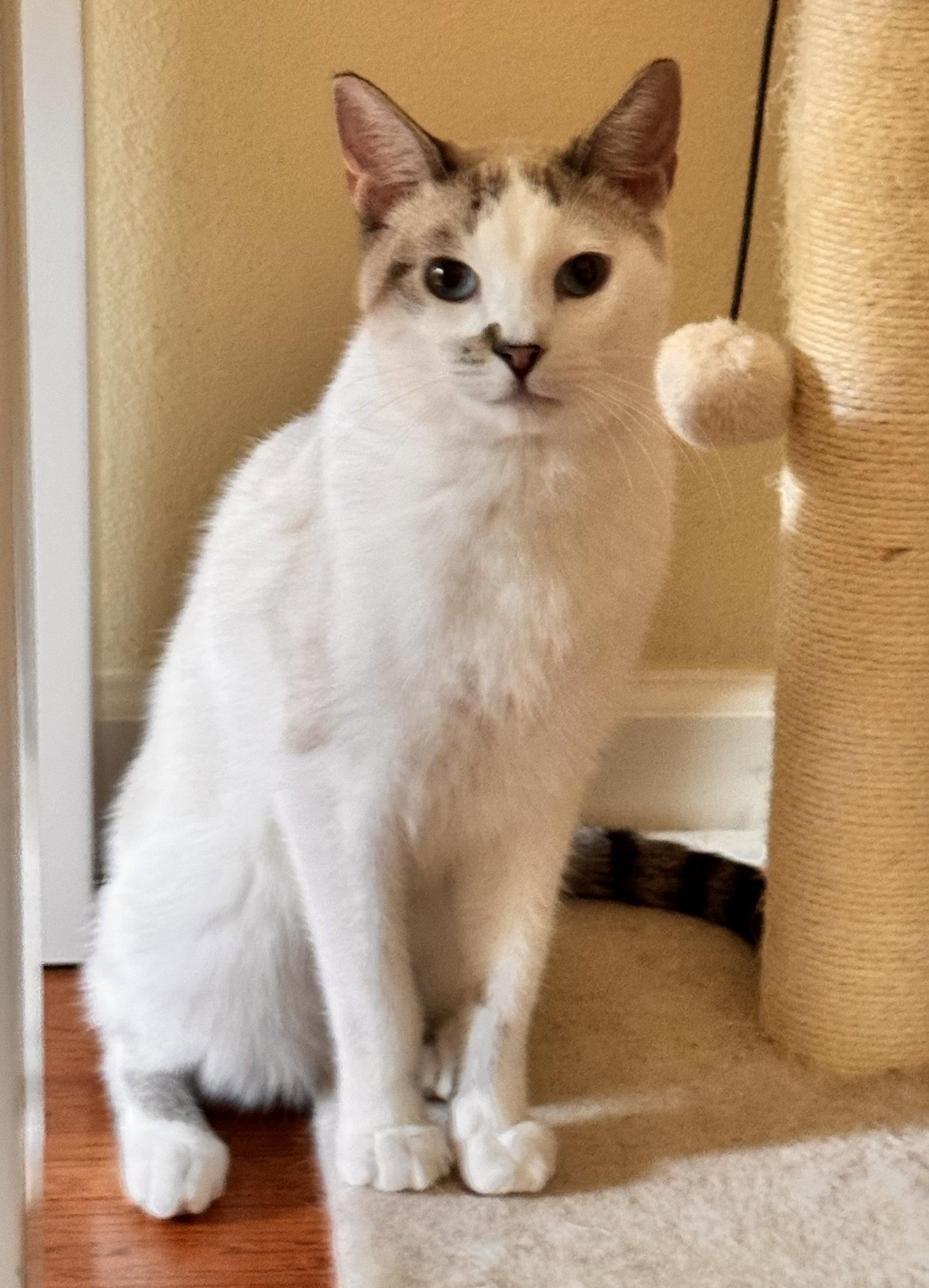 Harry, a Adoptable mixed breed in Campbell, CA image 3/3