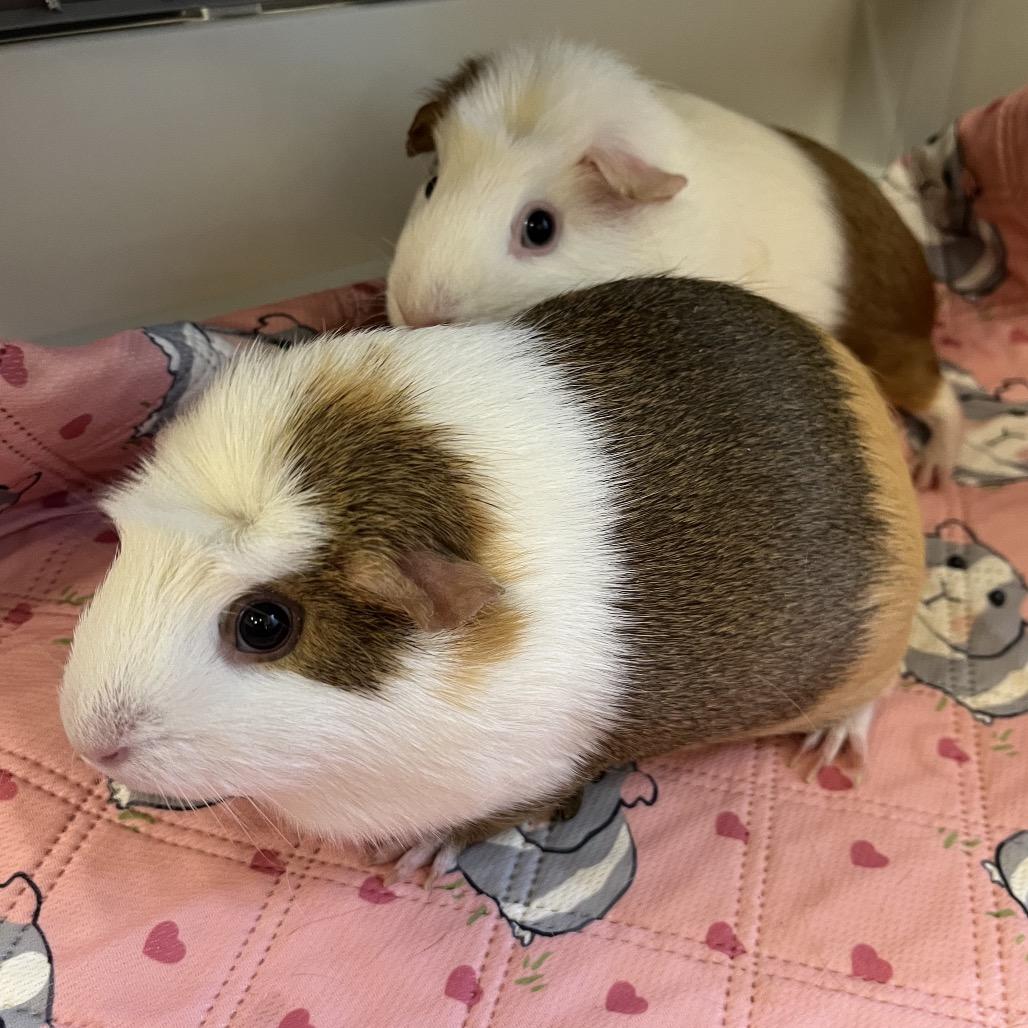 Enlarge Pistachio, a Adoptable Guinea Pig in Bedford, NH image 1/4