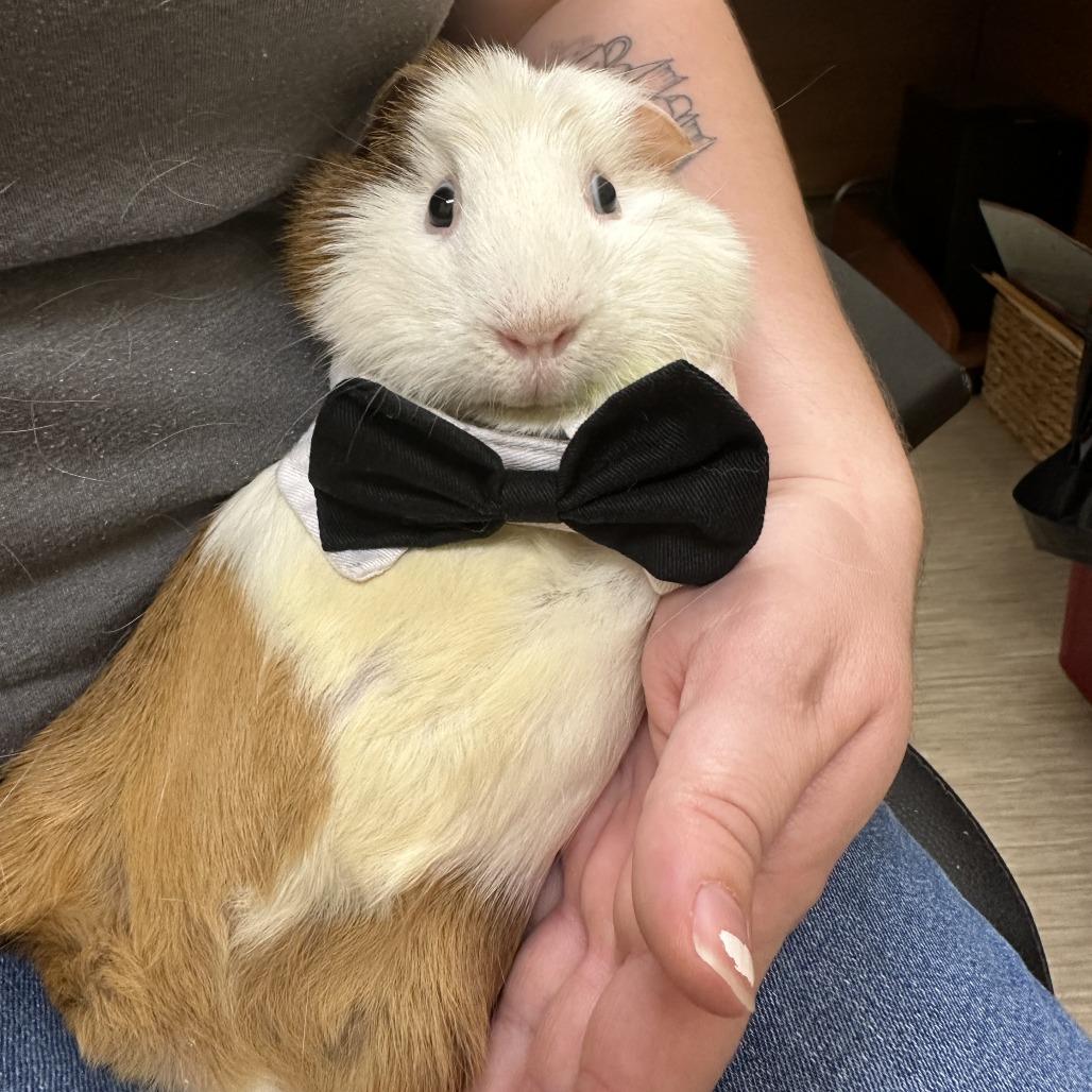 Enlarge Pistachio, a Adoptable Guinea Pig in Bedford, NH image 2/5