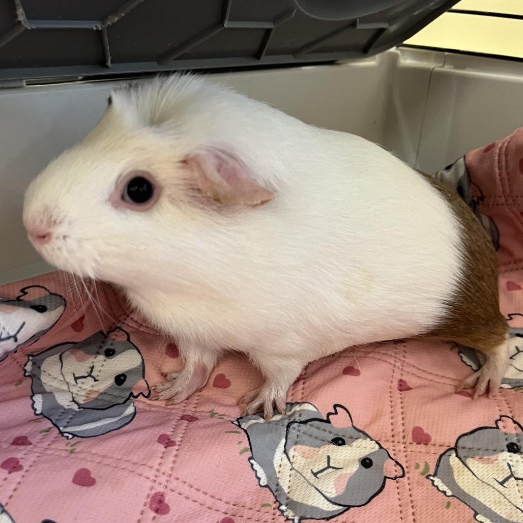 Enlarge Pistachio, a Adoptable Guinea Pig in Bedford, NH image 2/4