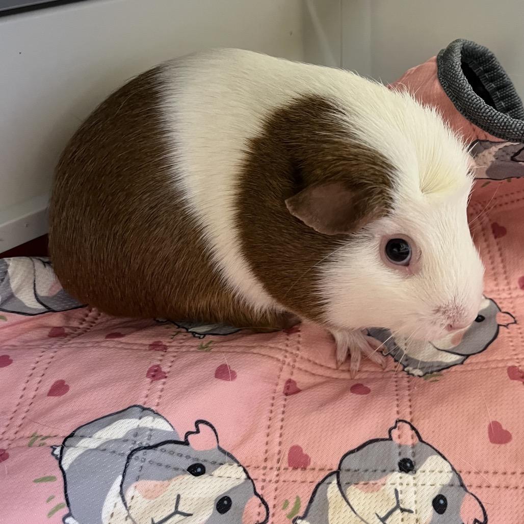Enlarge Pistachio, a Adoptable Guinea Pig in Bedford, NH image 4/4