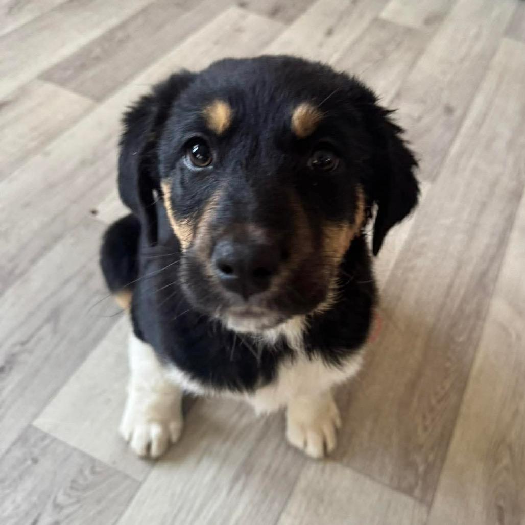 Aspen, Adoptable, Puppy Female Mixed Breed.