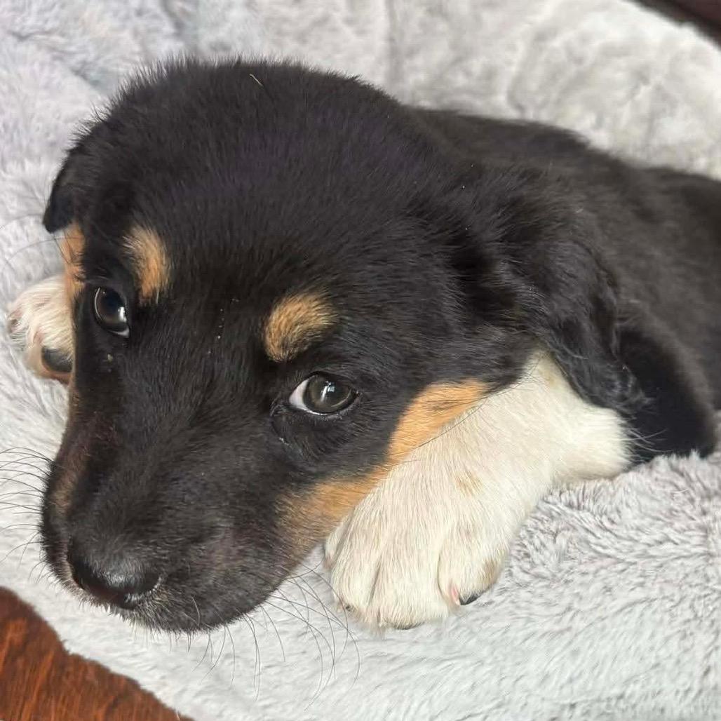 Aspen, a Adoptable Mixed Breed in Oxford, ME image 2/4