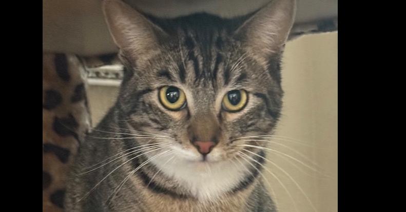 Enlarge Vinnie, a Adoptable Domestic Short Hair in Stockton, CA image 1/2