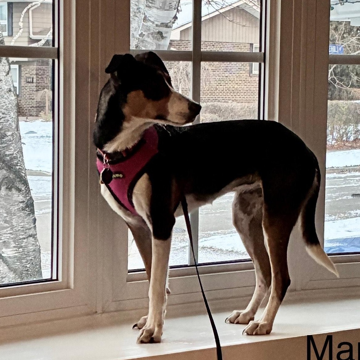 Mango, an adoption pending mixed breed in Burlington, ON image 1/6