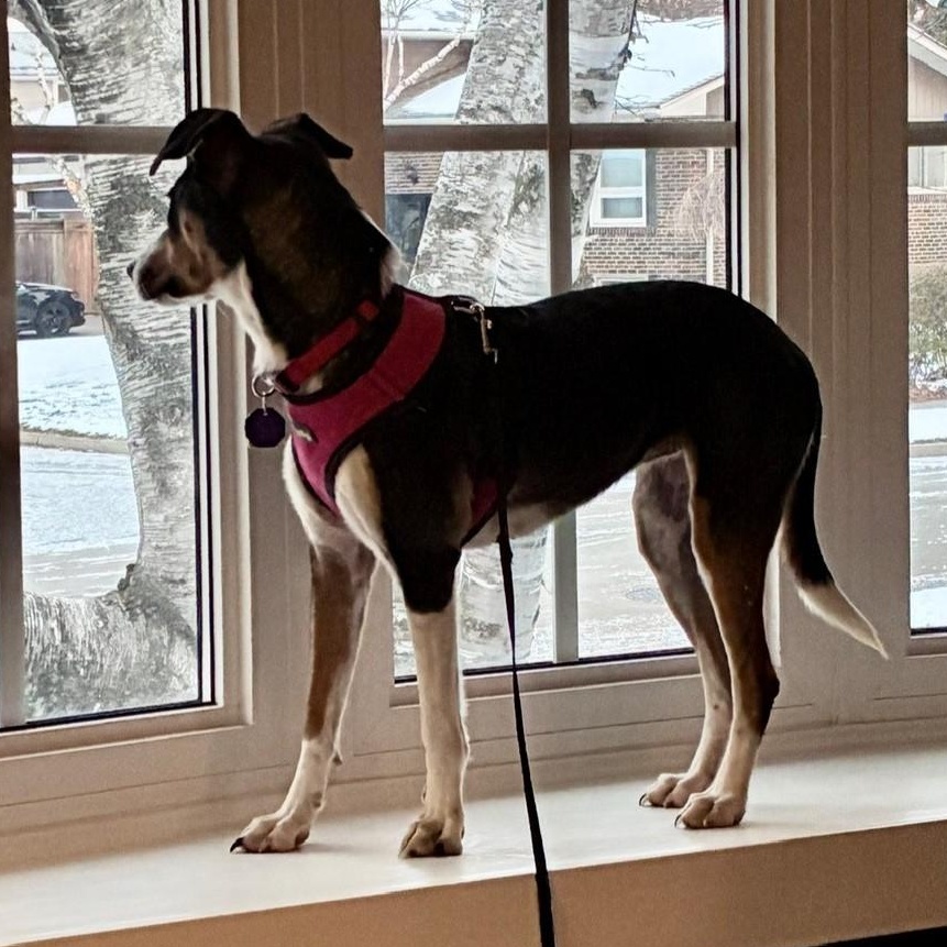 Mango, an adoption pending mixed breed in Burlington, ON image 2/6