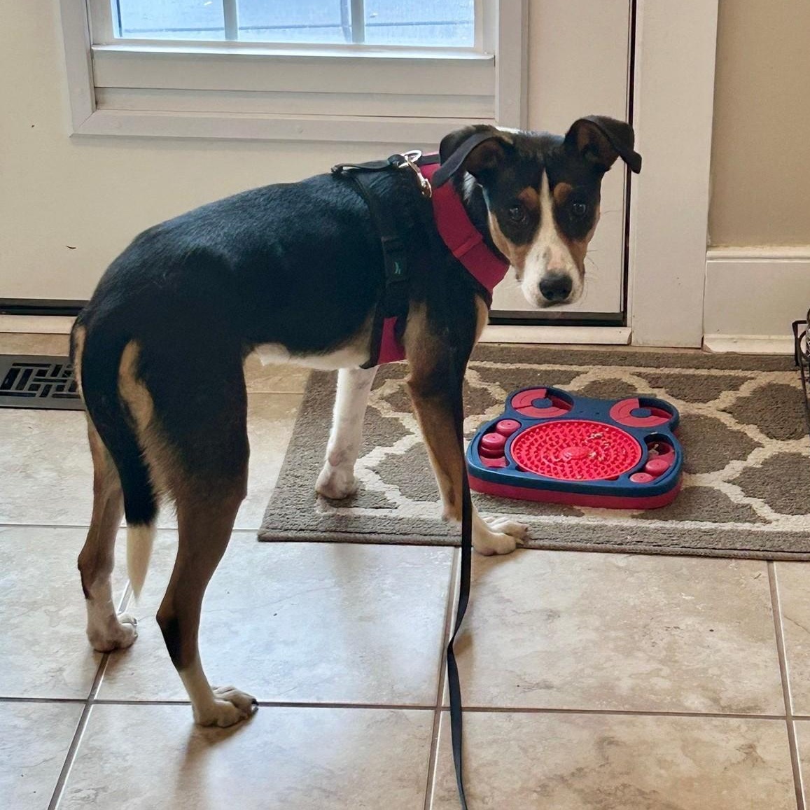 Mango, an adoption pending mixed breed in Burlington, ON image 3/6