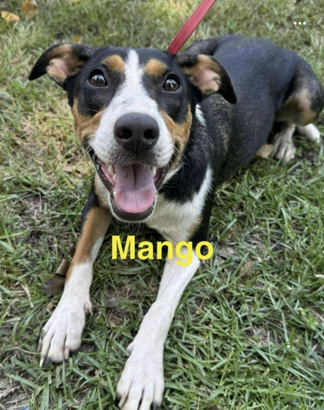 Mango, an adoption pending mixed breed in Burlington, ON image 4/6