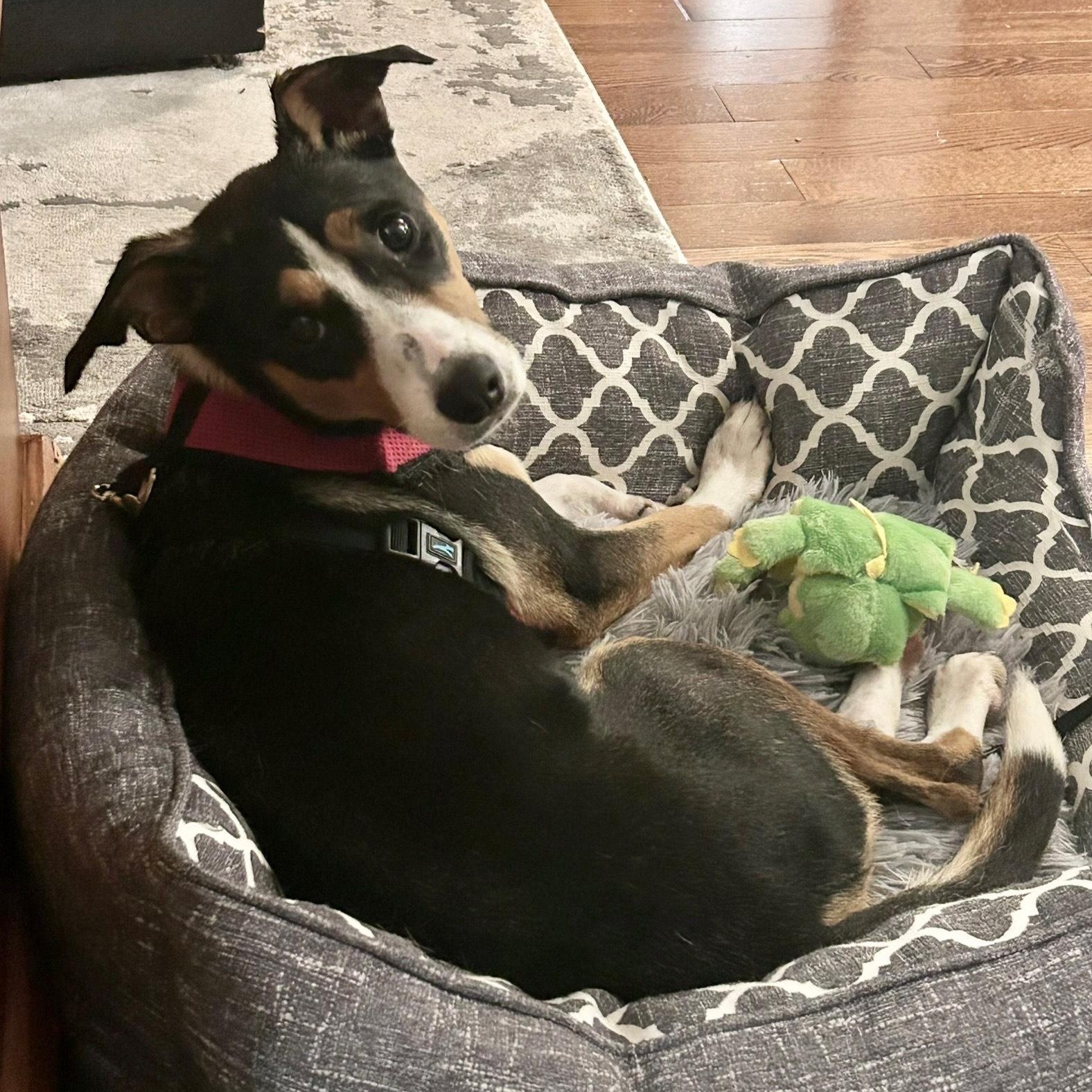 Mango, an adoption pending mixed breed in Burlington, ON image 5/6