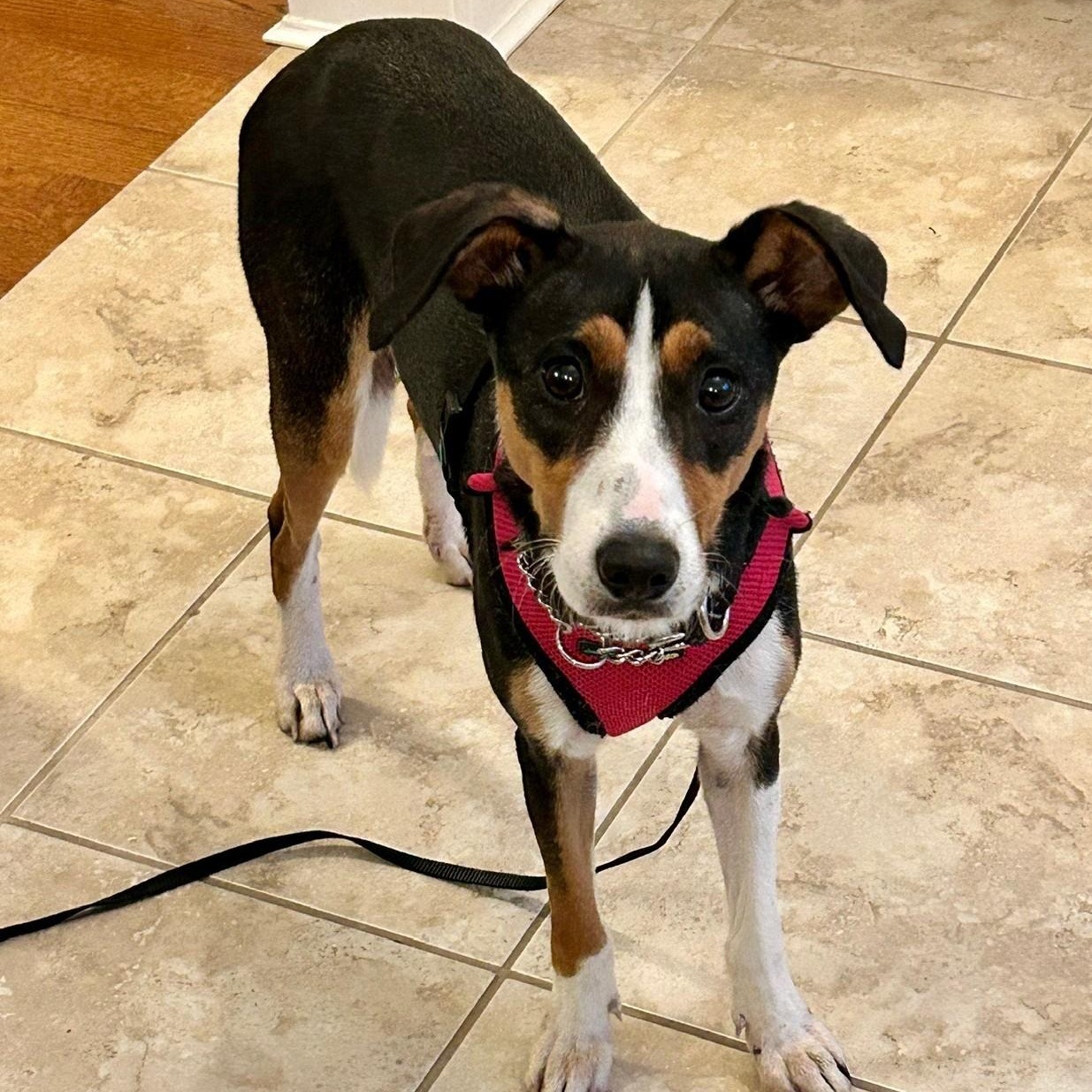 Mango, an adoption pending mixed breed in Burlington, ON image 6/6