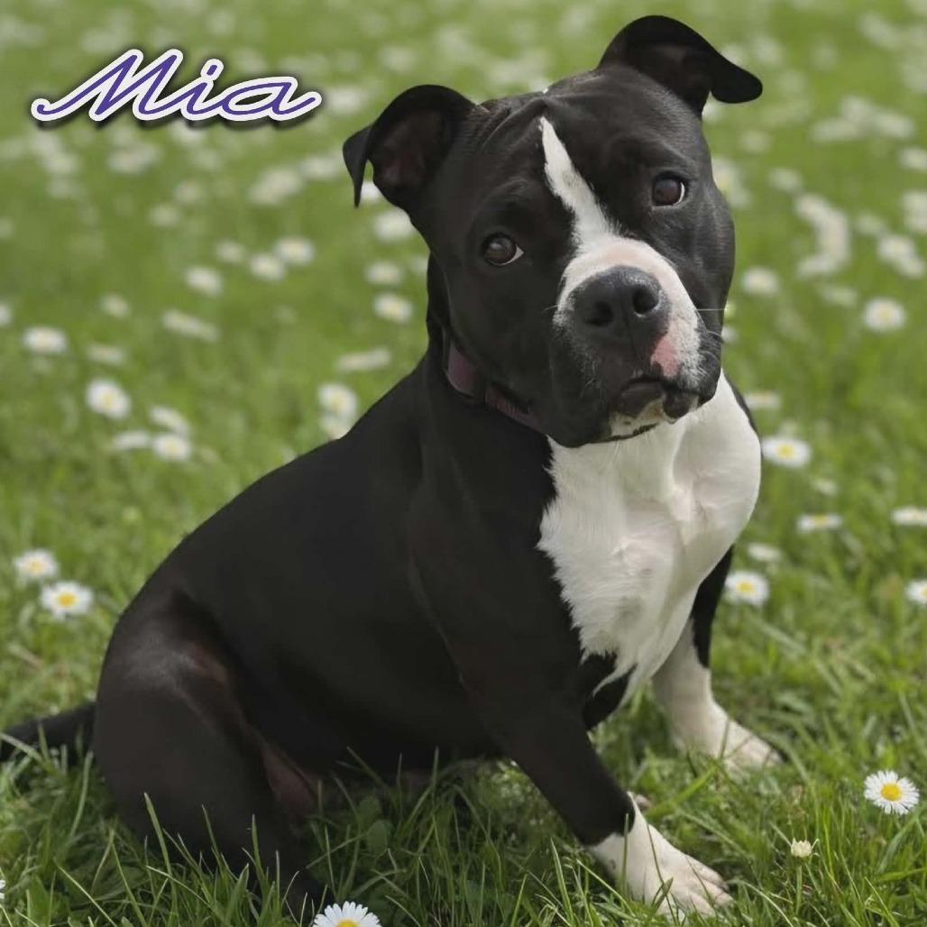 Mia - PAWS, Adoptable, Adult Female Mixed Breed.