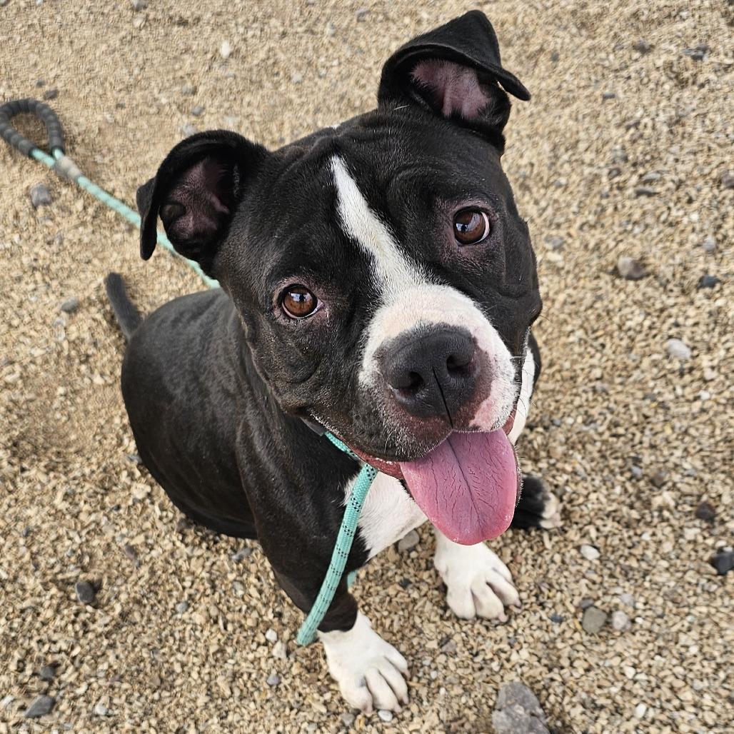 Mia - PAWS, Adoptable, Adult Female Mixed Breed.