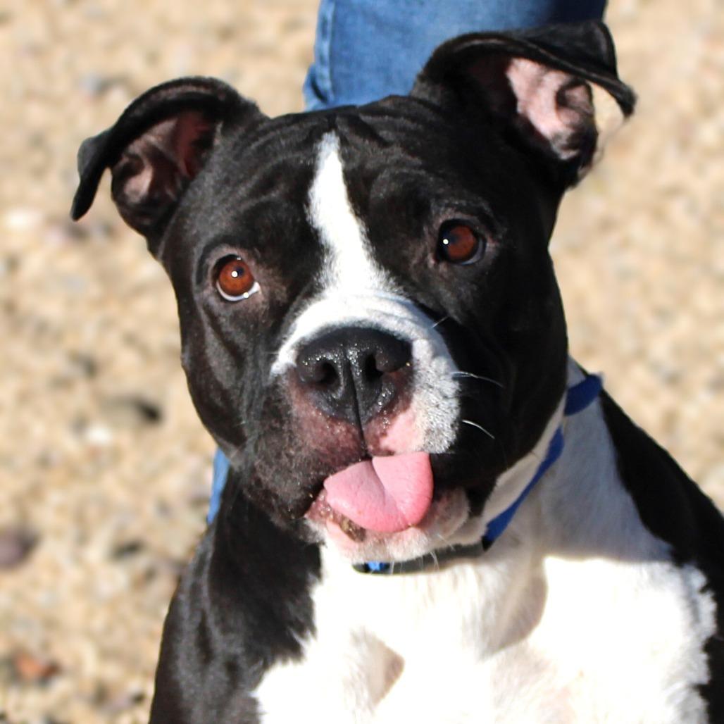 Mia - PAWS, a Adoptable Mixed Breed in Las Cruces, NM image 3/6