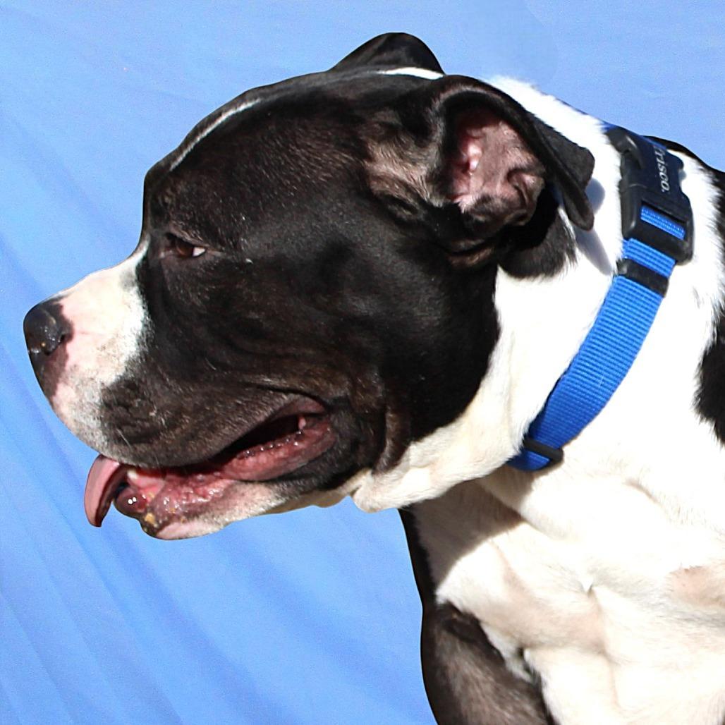 Enlarge Mia - PAWS, a Adoptable Mixed Breed in Las Cruces, NM image 2/6