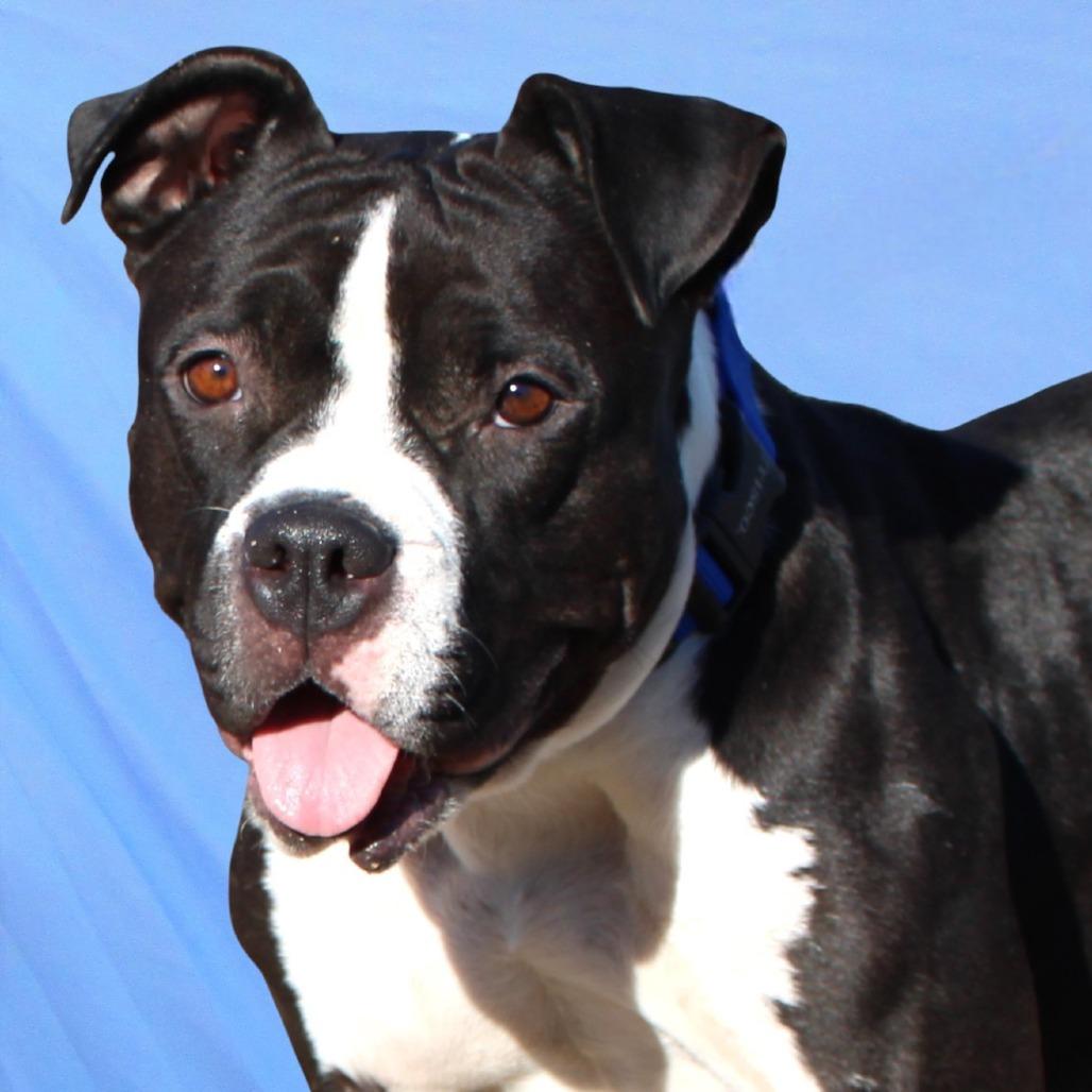 Enlarge Mia - PAWS, a Adoptable Mixed Breed in Las Cruces, NM image 4/6