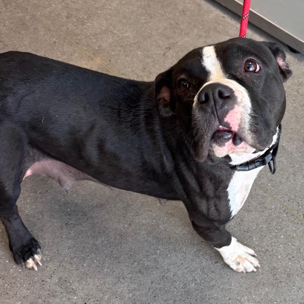 Enlarge Mia - PAWS, a Adoptable Mixed Breed in Las Cruces, NM image 5/6