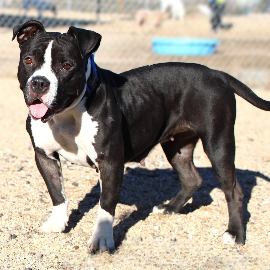 Mia - PAWS, a Adoptable Mixed Breed in Las Cruces, NM image 5/6