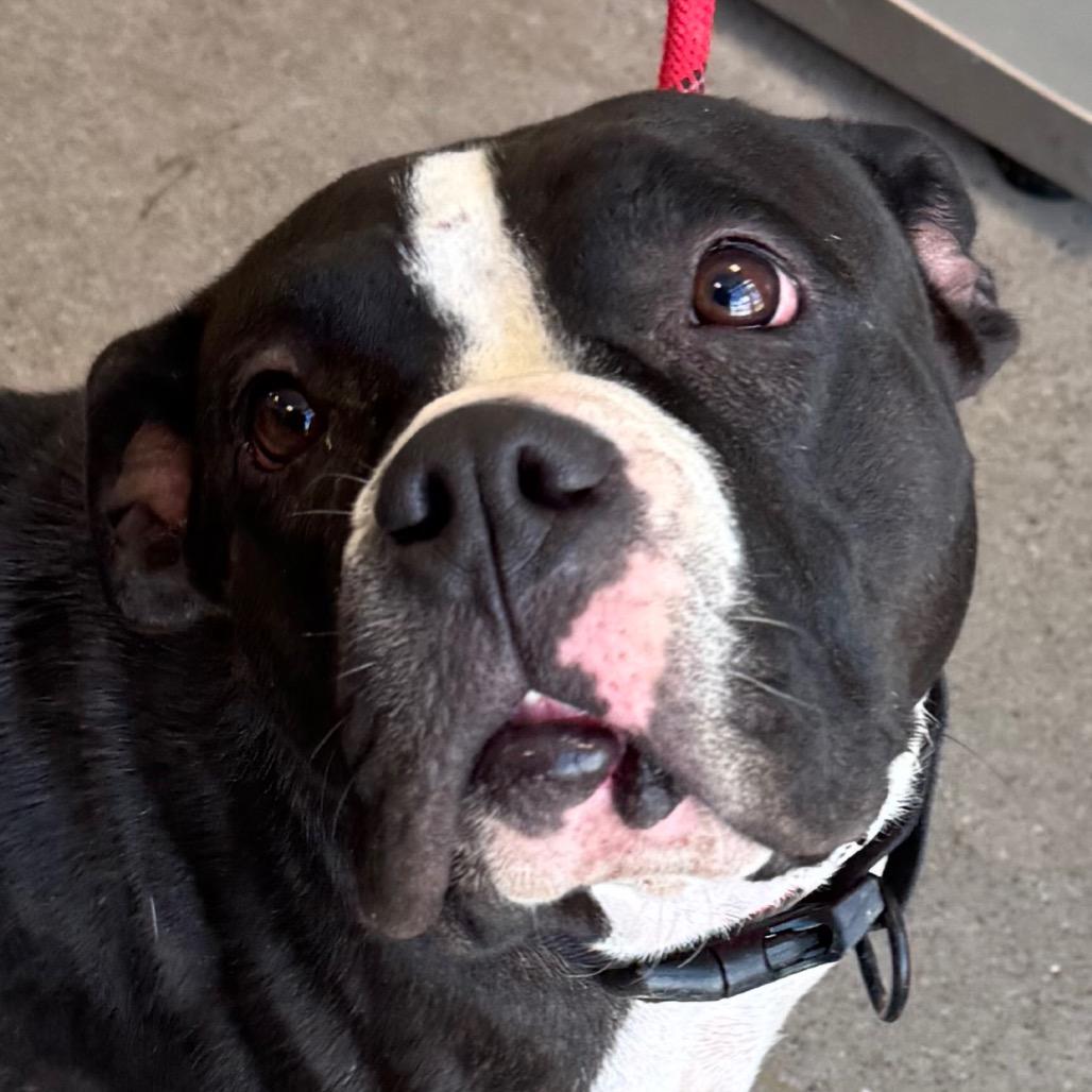 Enlarge Mia - PAWS, a Adoptable Mixed Breed in Las Cruces, NM image 6/6