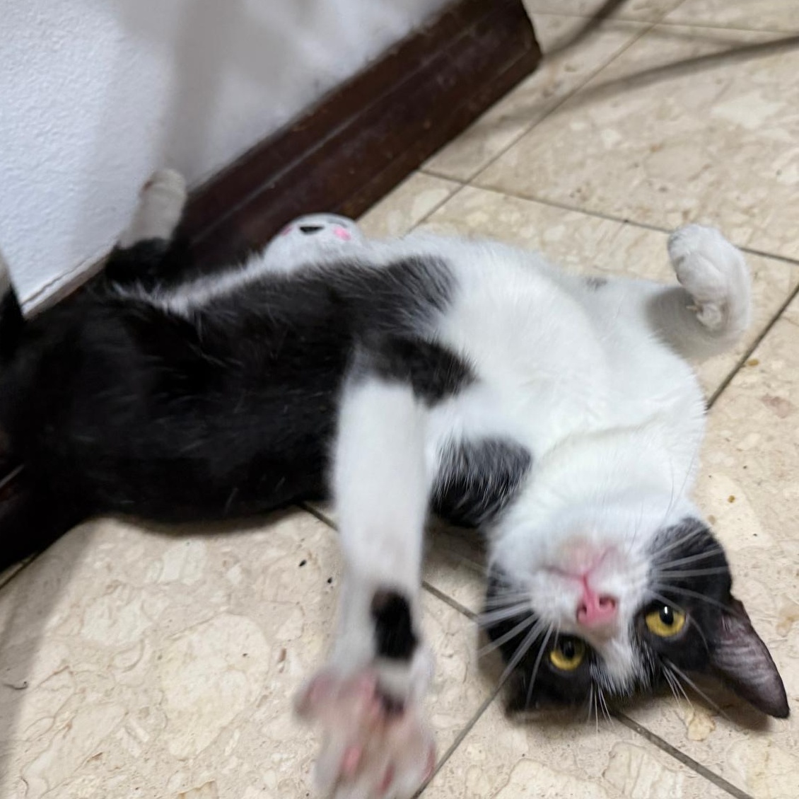 Kai, ADOPTABLE, Young Male Domestic Short Hair.