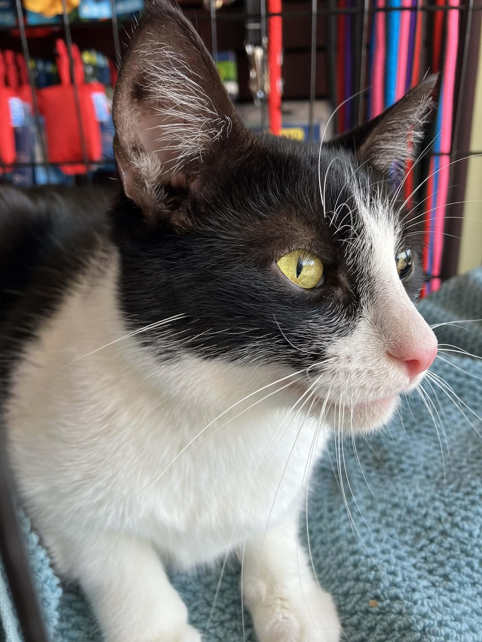 Kai, a ADOPTABLE Domestic Short Hair in Warren, NJ image 4/5