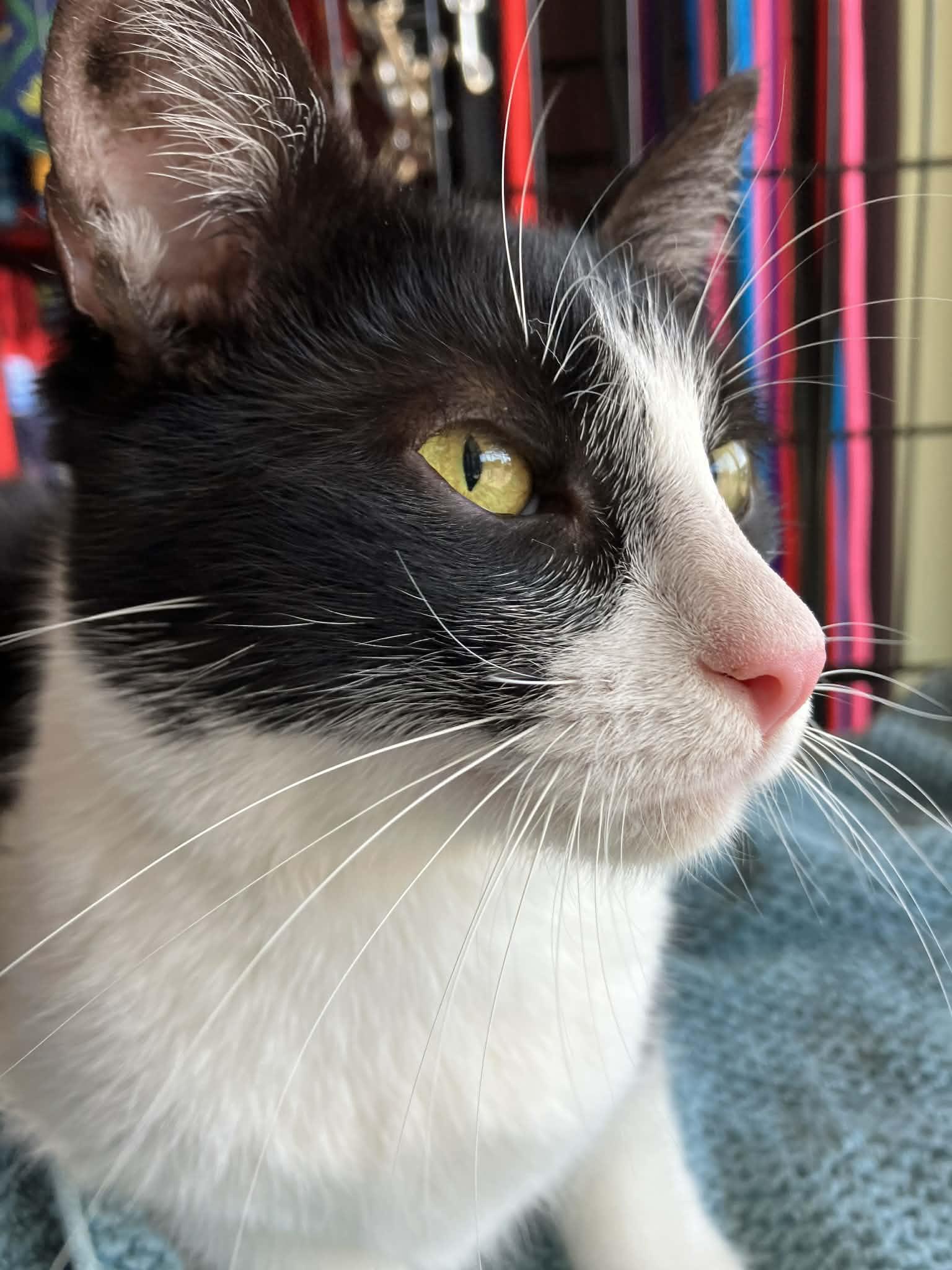 Kai, ADOPTABLE, Young Male Domestic Short Hair.