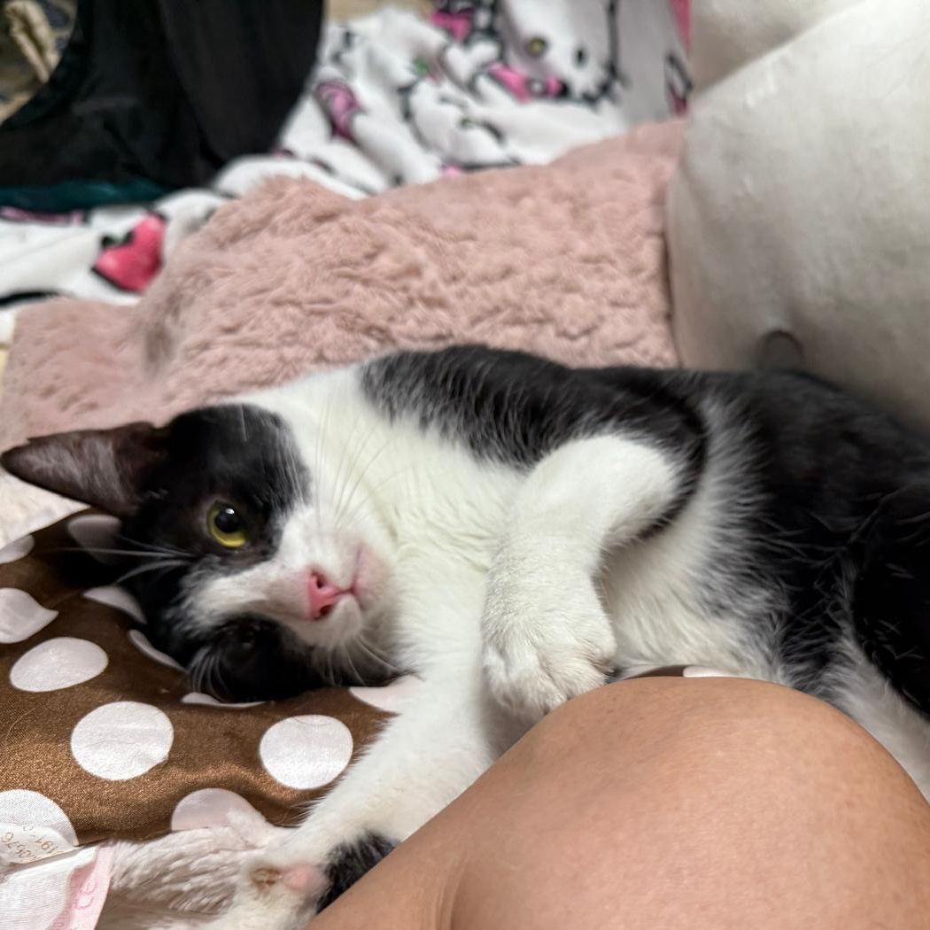 Kai, a ADOPTABLE Domestic Short Hair in Warren, NJ image 3/5