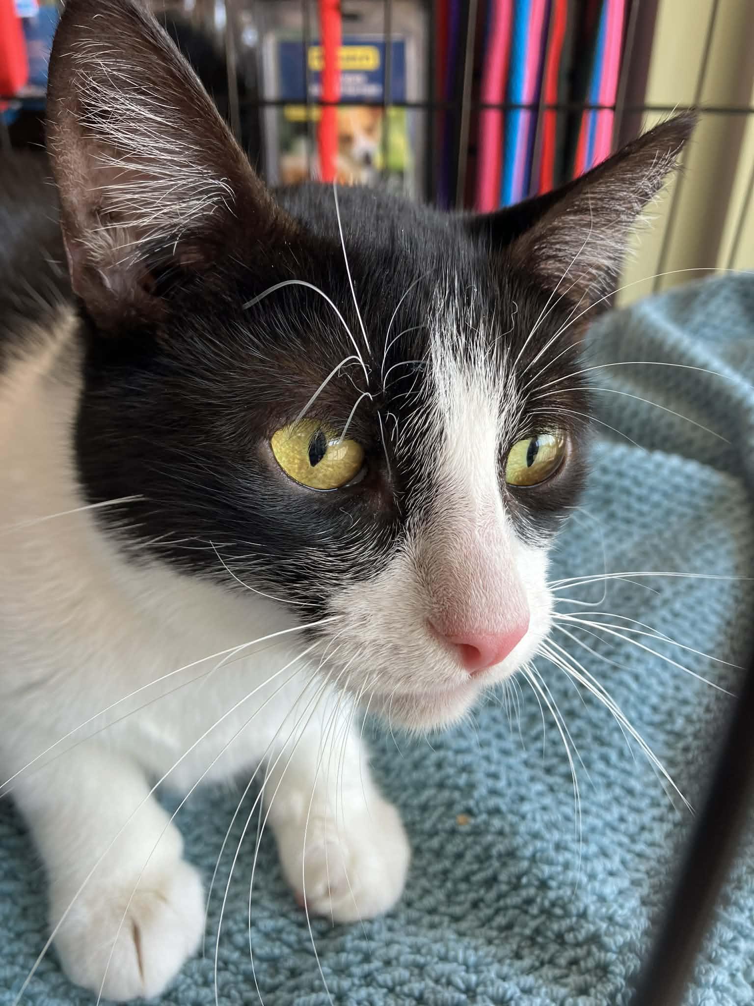 Kai, a ADOPTABLE Domestic Short Hair in Warren, NJ image 5/5