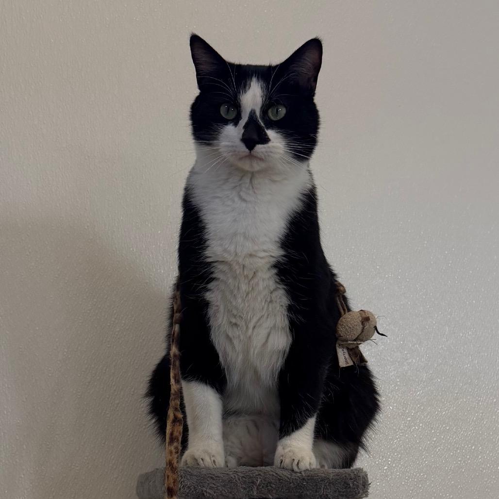 Enlarge Rosco, a Adoptable Domestic Medium Hair in International Falls, MN image 1/2