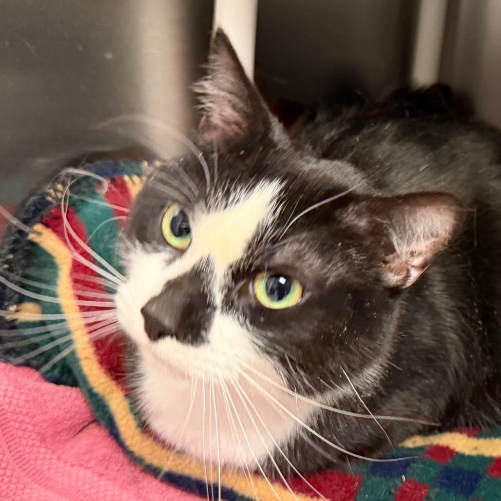 Enlarge Rosco, a Adoptable Domestic Medium Hair in International Falls, MN image 2/2