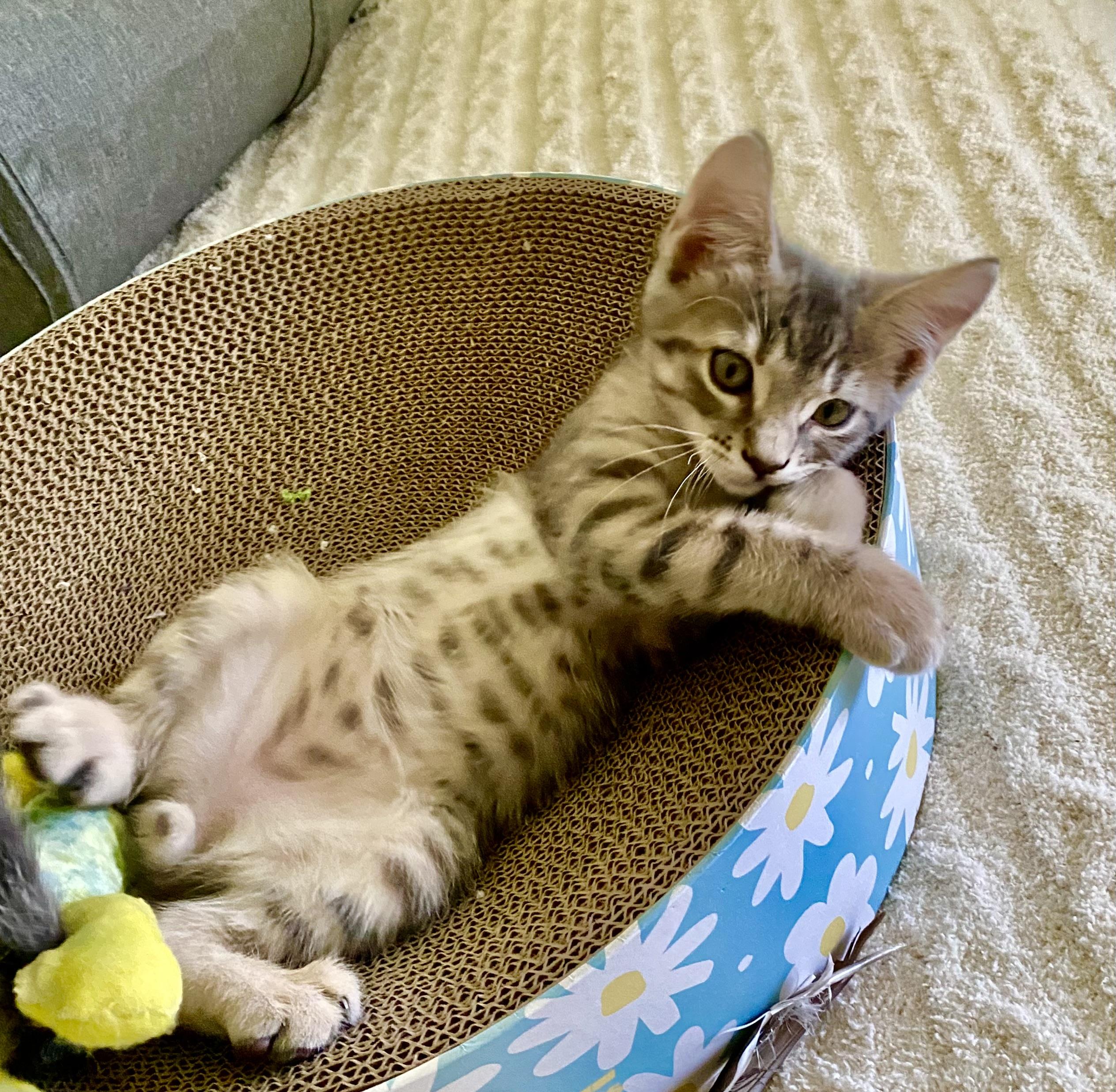 Frankie