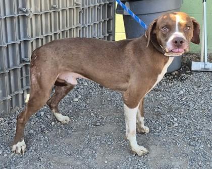 Thor, Adoptable, Adult Male Pit Bull Terrier.