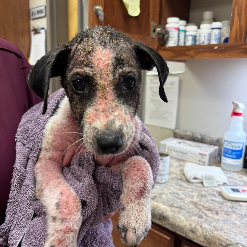 Scratch - 081905T, a Adoptable mixed breed in Tupelo, MS image 2/3