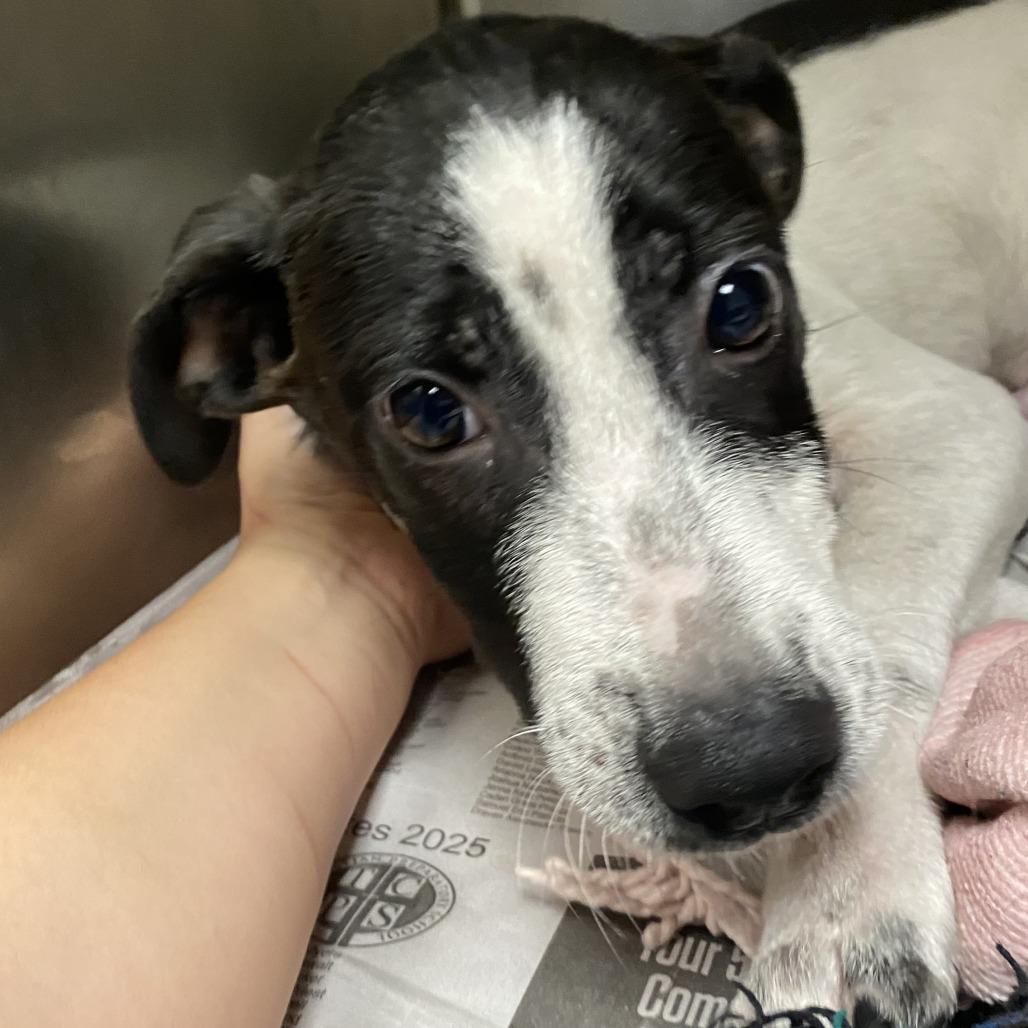 Scratch - 081905T, a Adoptable mixed breed in Tupelo, MS image 3/3