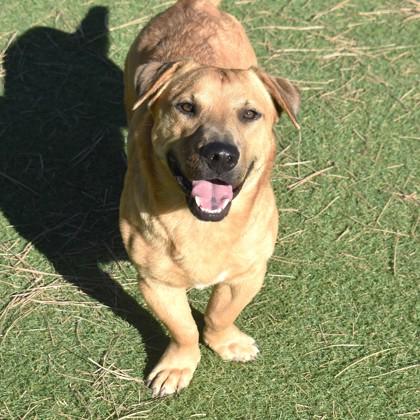 Woofie/Shorty, Adoptable, Adult Male Cardigan Welsh Corgi & Labrador Retriever.