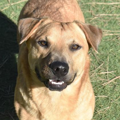 Woofie/Shorty, a Adoptable mixed breed in Flagstaff, AZ image 2/2