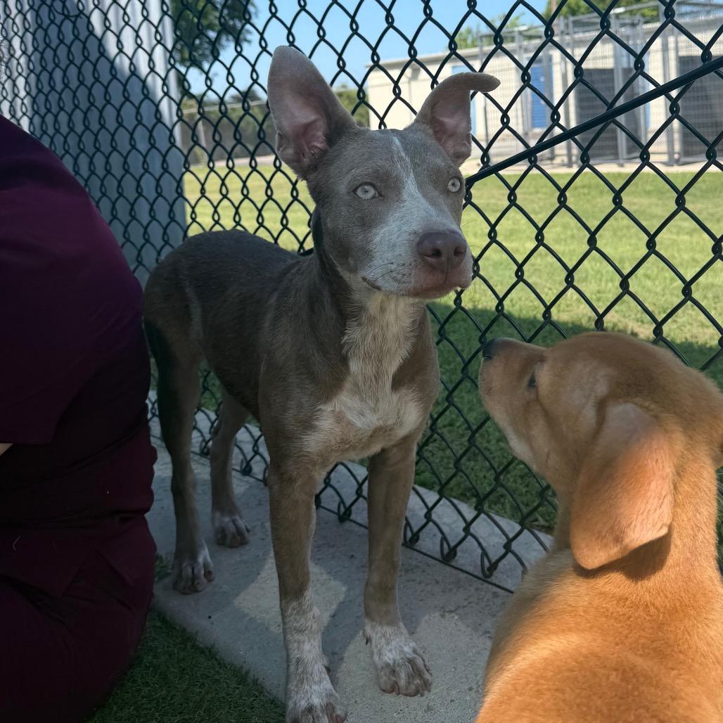 Rabbit, a Adoptable mixed breed in Bryan, TX image 1/5