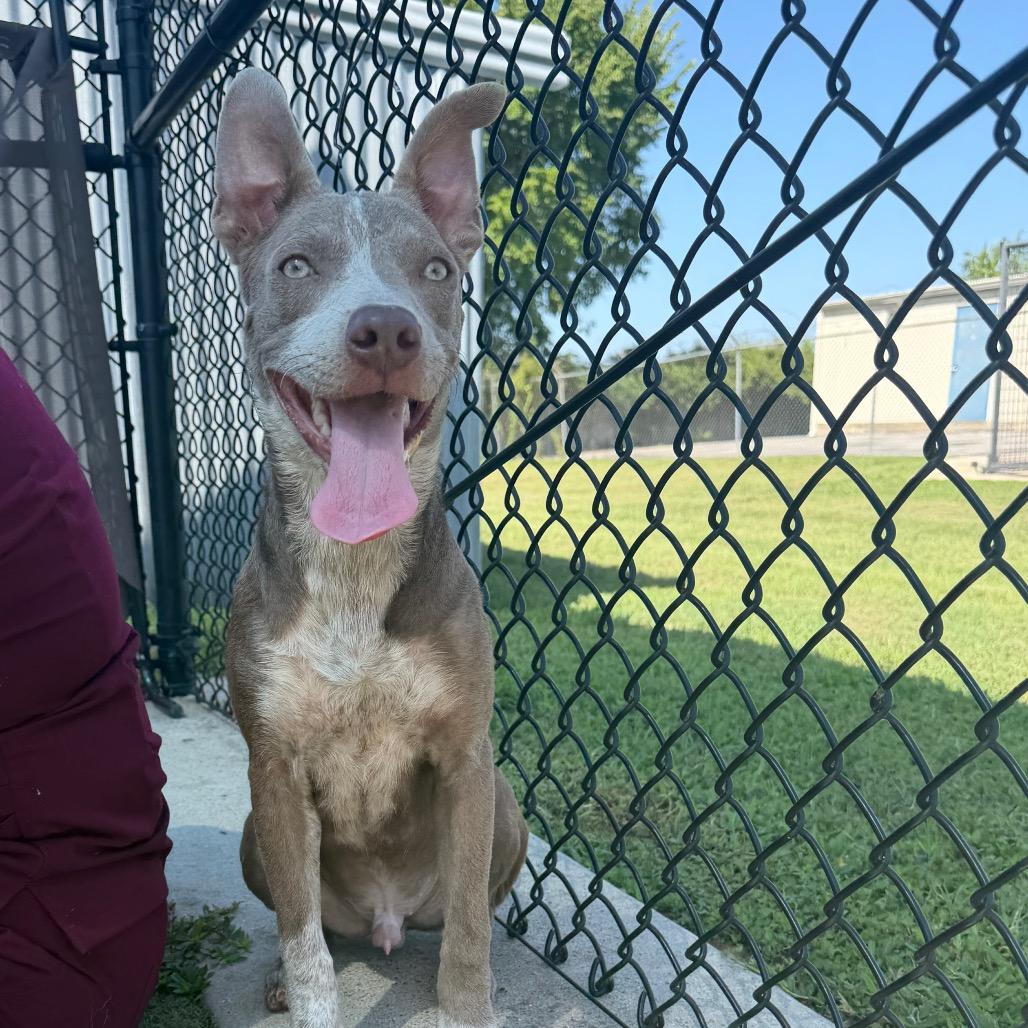 Rabbit, a Adoptable mixed breed in Bryan, TX image 2/5